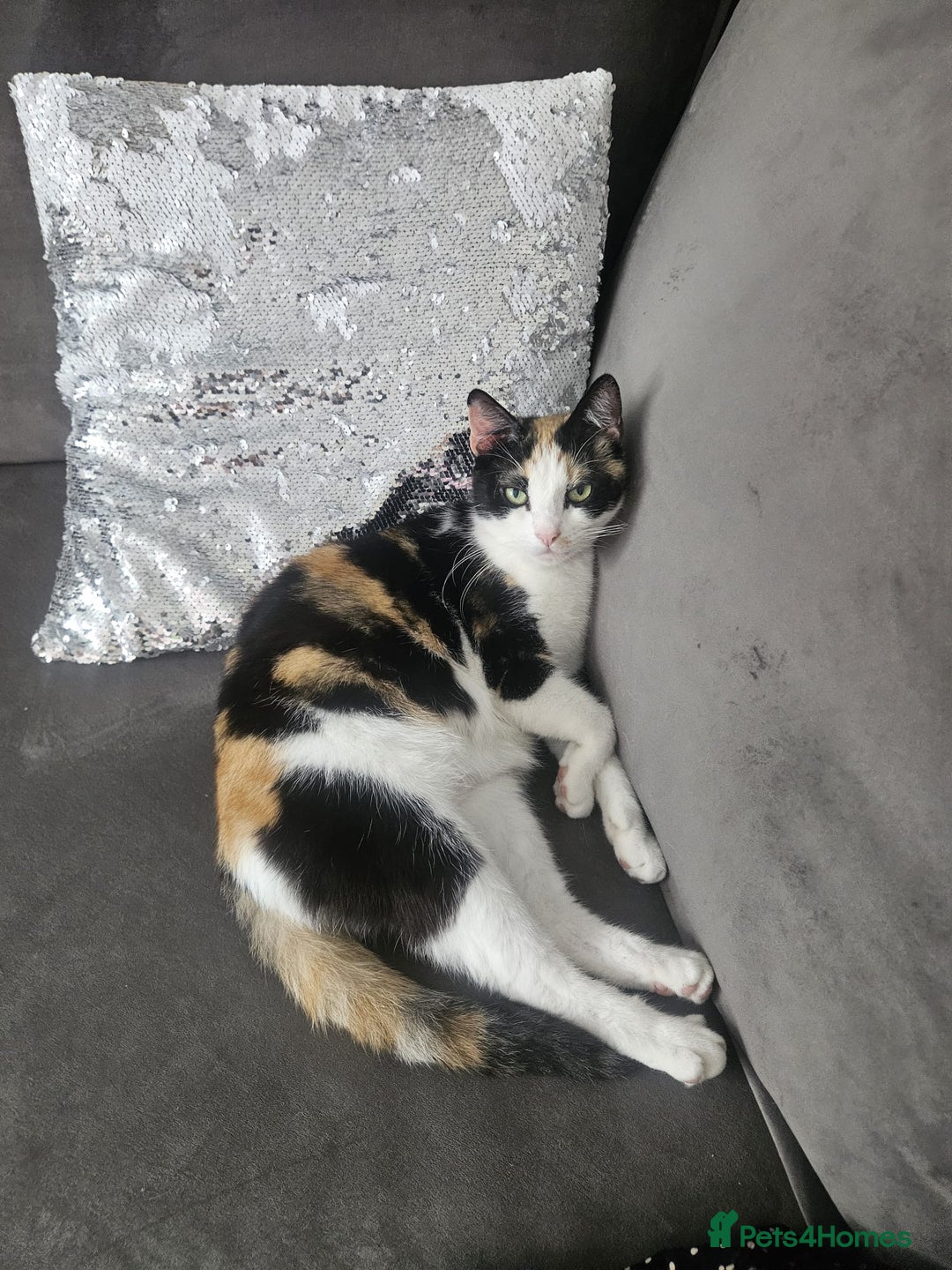 Mixed Breed cats for sale: 5 beautiful kittens ready for new loving home  - Image 11
