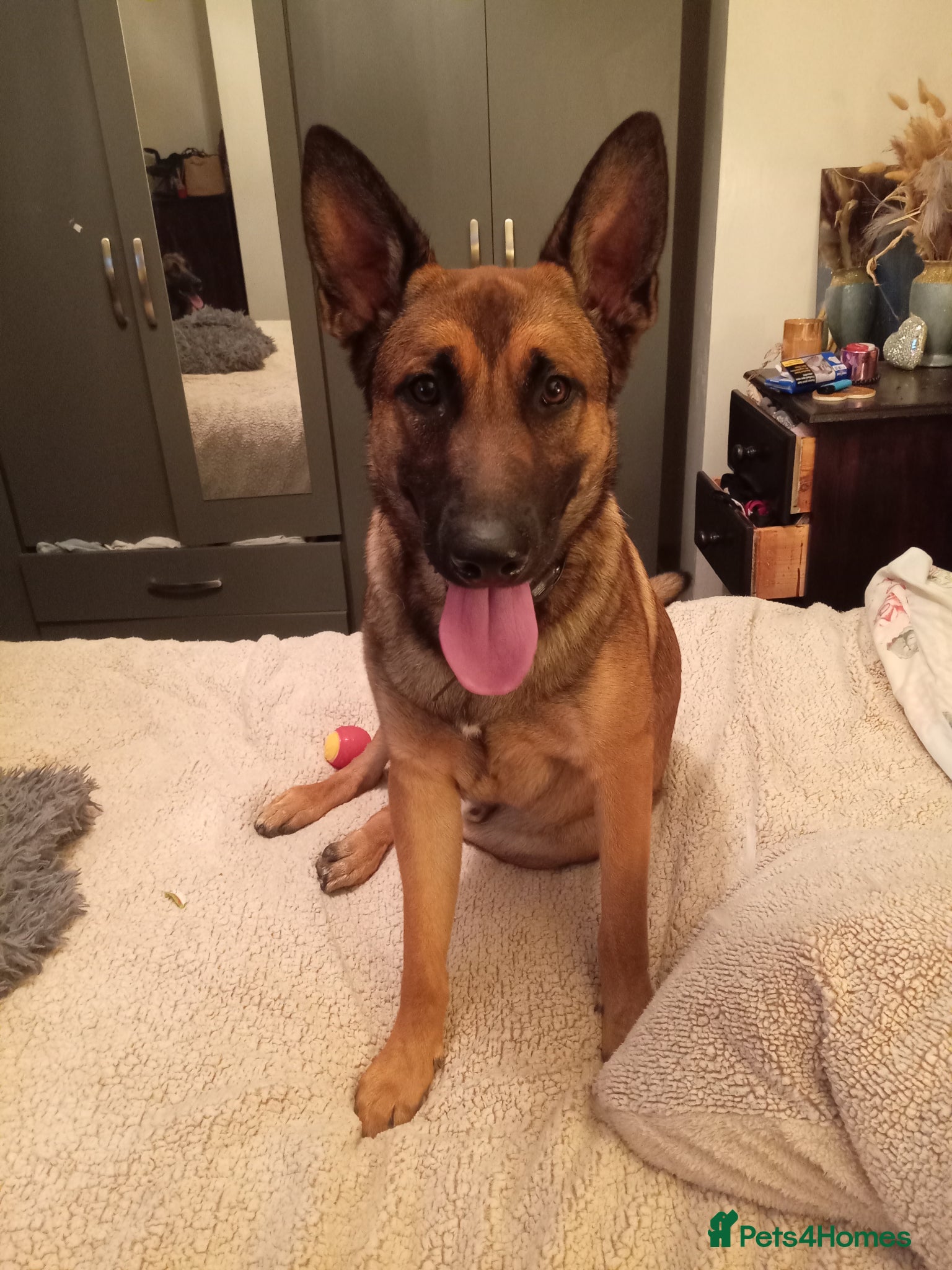 Belgian Shepherd Dog dogs for sale: Belgium malinois puppies 7 weeks old - Advert 12