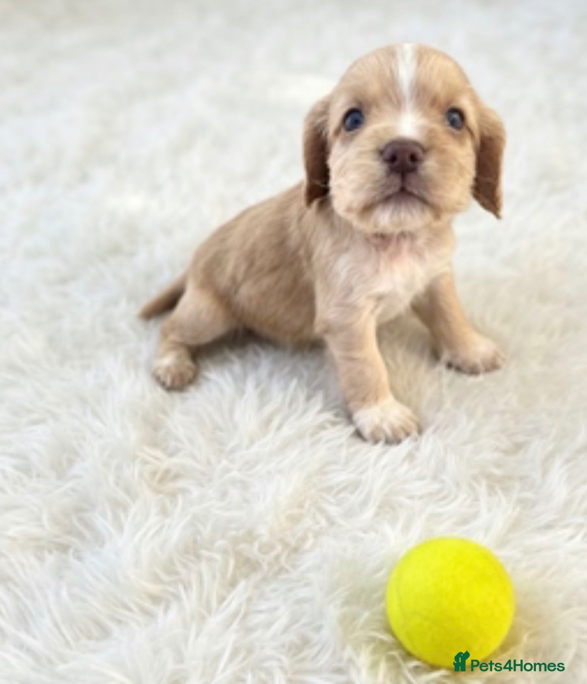 Cocker Spaniel dogs Adorable working cocker spaniels  - Advert 2