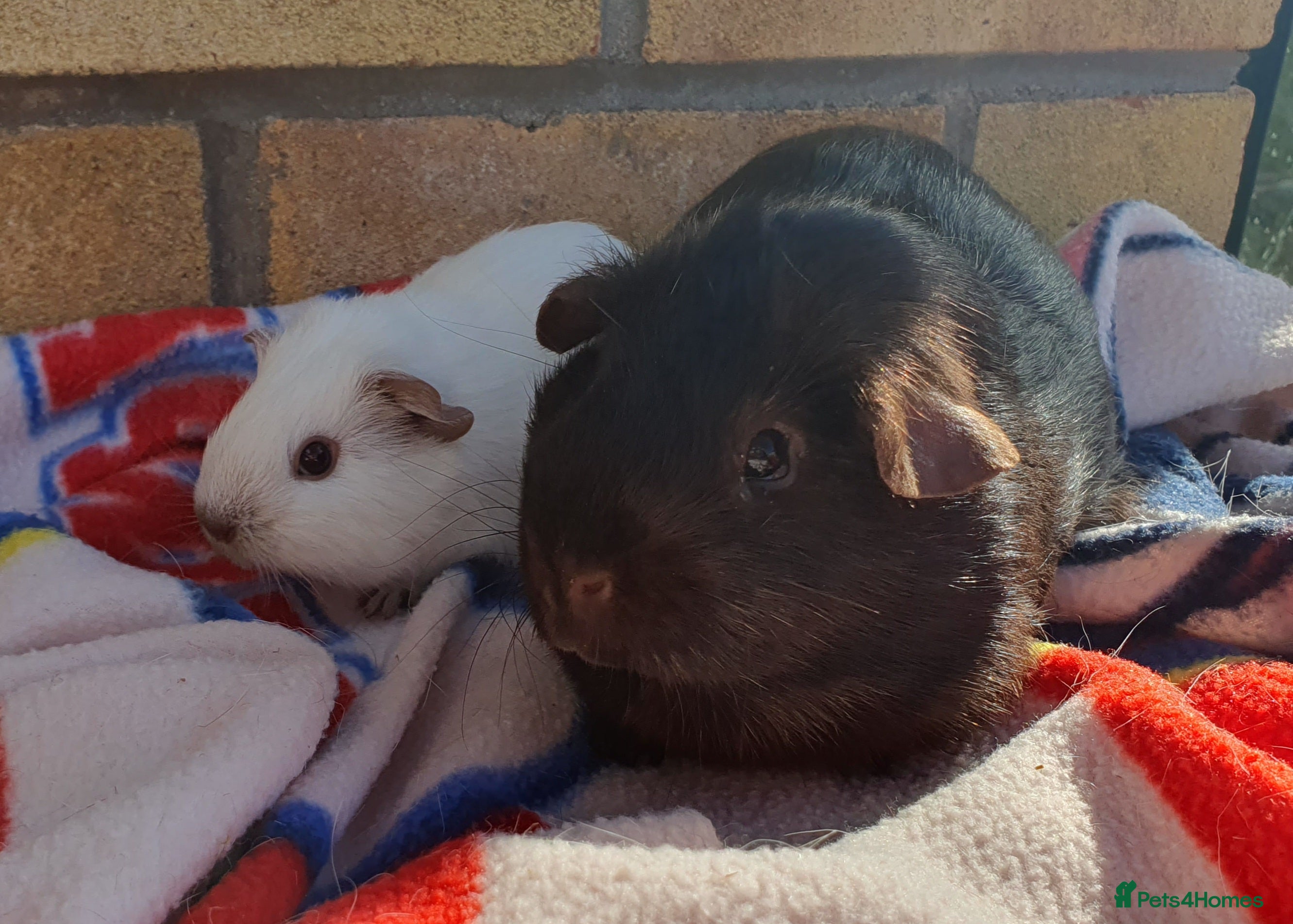 Guinea Pig rodents guinea pigs  - Advert 3