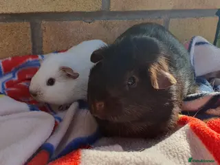 Guinea Pig rodents guinea pigs - Advert 3