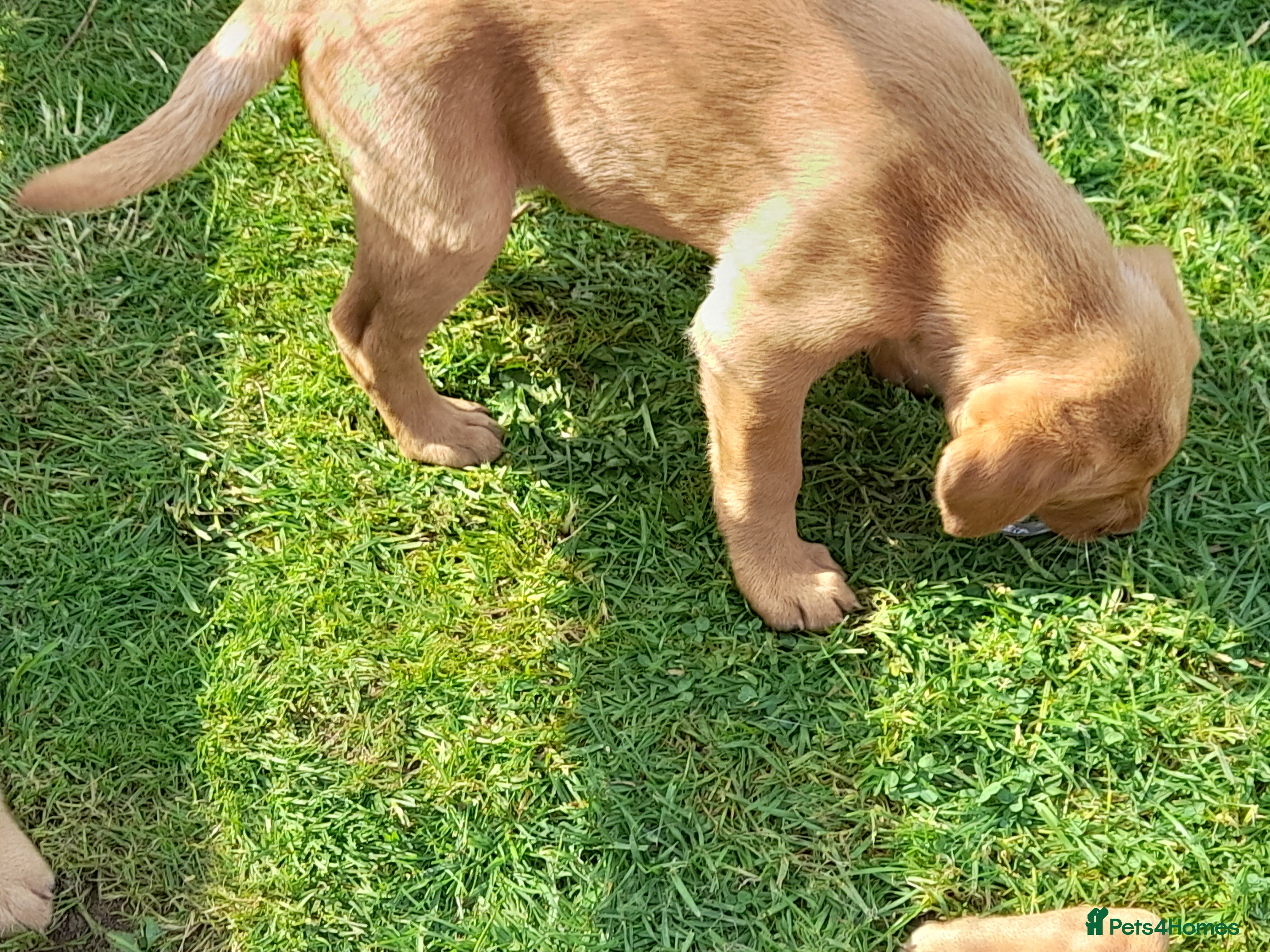 Labrador Retriever dogs for sale: Fox Red Labrador Puppies ready 05.06.26 - Advert 19