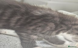 British Shorthair cats for sale: Lovely little British short haired kittens  - Image 5