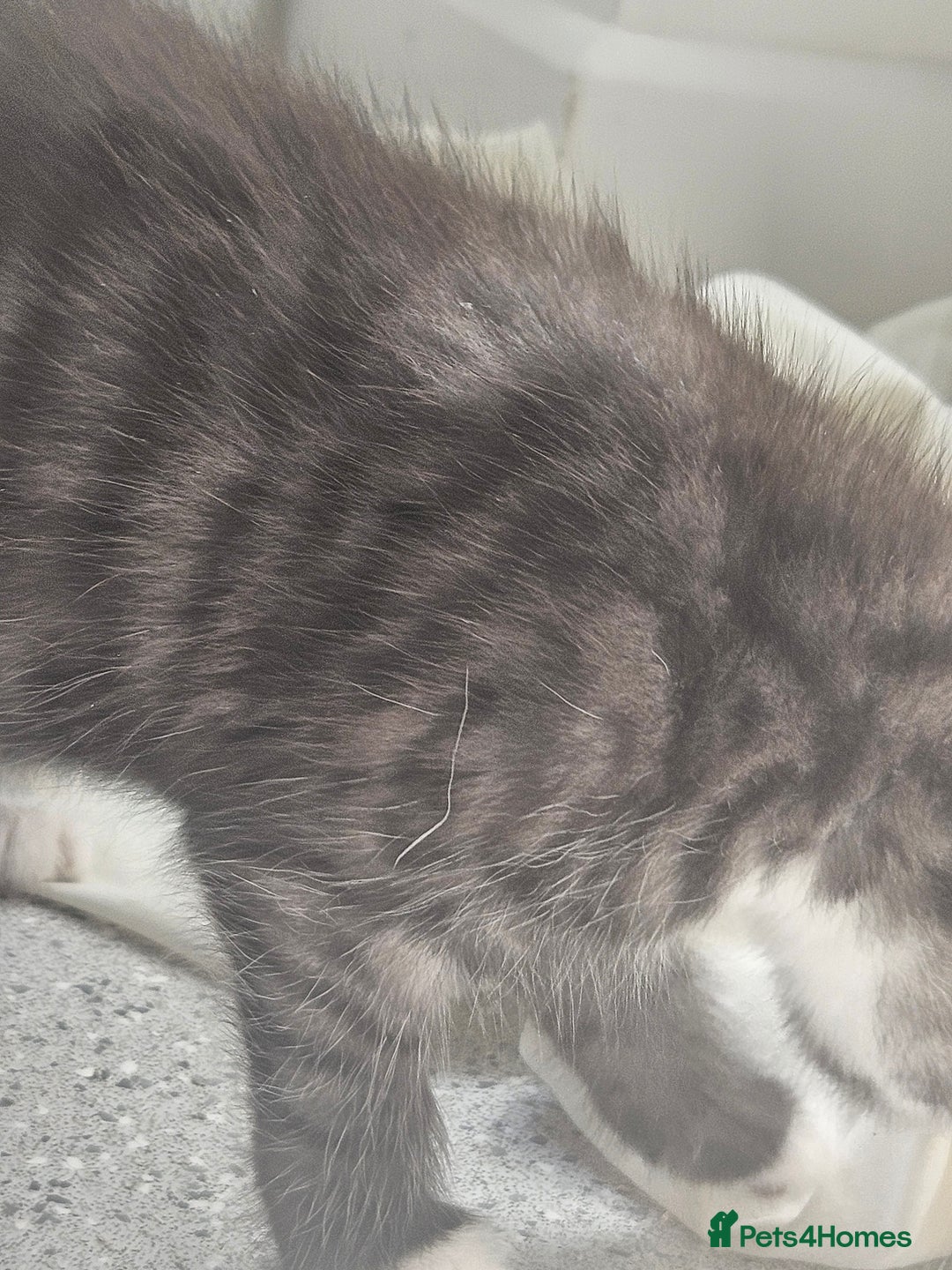 British Shorthair cats for sale: Lovely little British short haired kittens  - Image 5