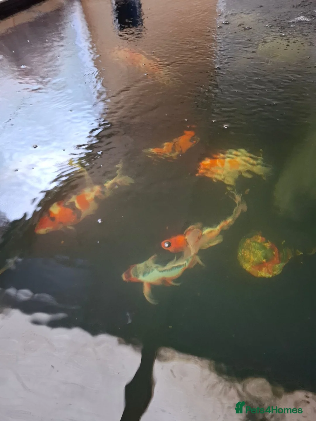 Koi Carp fish for sale: Koi carp - Advert 2