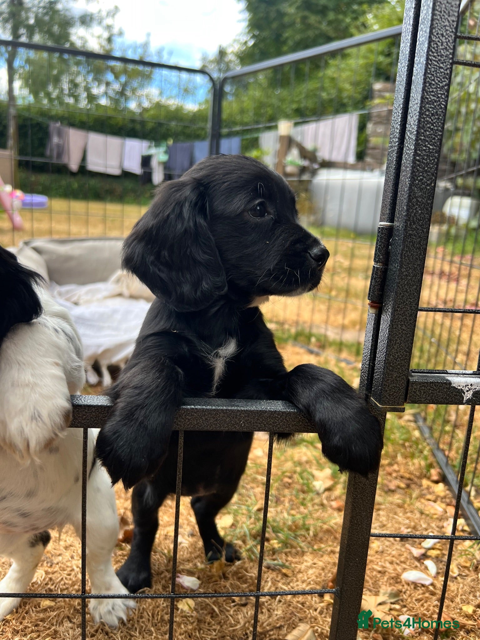 Cocker Spaniel dogs  Tri /white&black working cocker spaniel puppies  - Advert 15