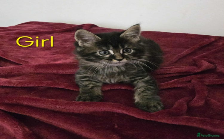 Maine Coon cats - Advert 5
