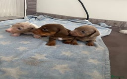 Miniature Dachshund dogs for sale: Dolly mixture dapple/piebald  - Image 13