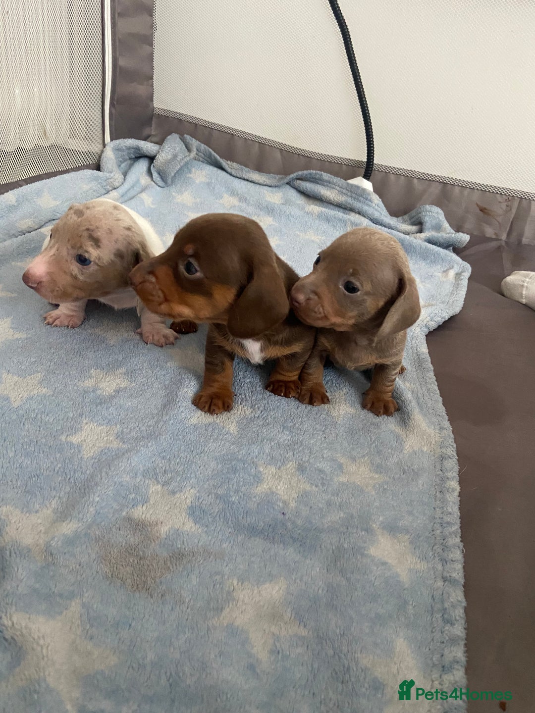 Miniature Dachshund dogs for sale: Dolly mixture dapple/piebald  - Image 13
