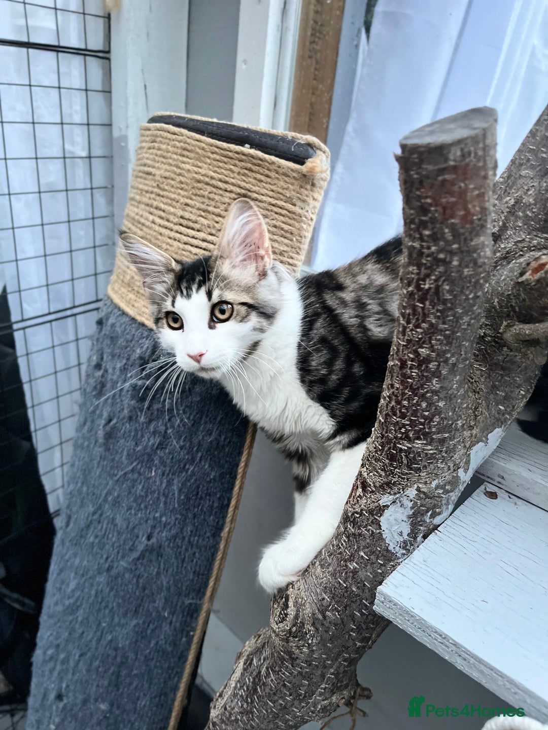 Maine Coon cats for sale: Gorgeous Black & Black Smoke kittens TICA parents - Image 26