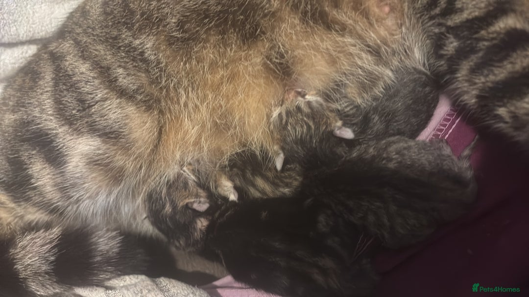 Bengal cats for sale: Last bengle girl  - Advert 6