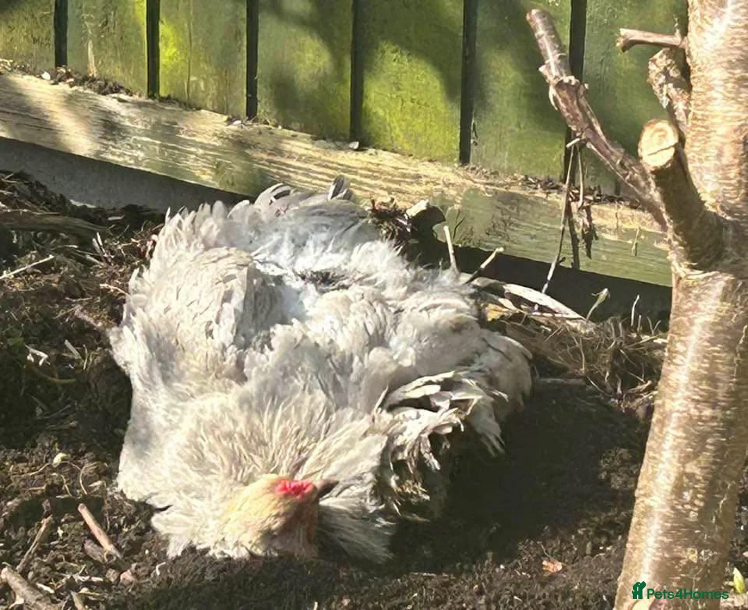 Chickens poultry for sale: Three Elderly Chickens in Search of New Home - Advert 2