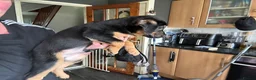 Mixed Breed dogs for sale: 3 Male 2 Female - Advert 7