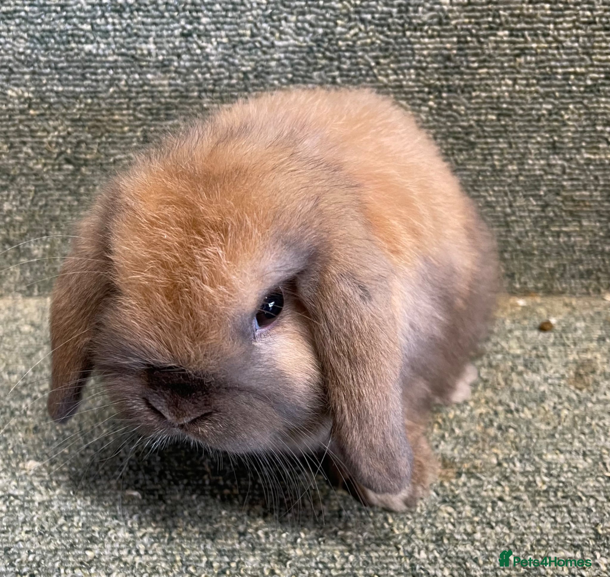 Mini Lop rabbits Mini lop sweet baby female - Advert 5