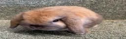 Mini Lop rabbits for sale: Mini lop sweet baby female - Advert 1