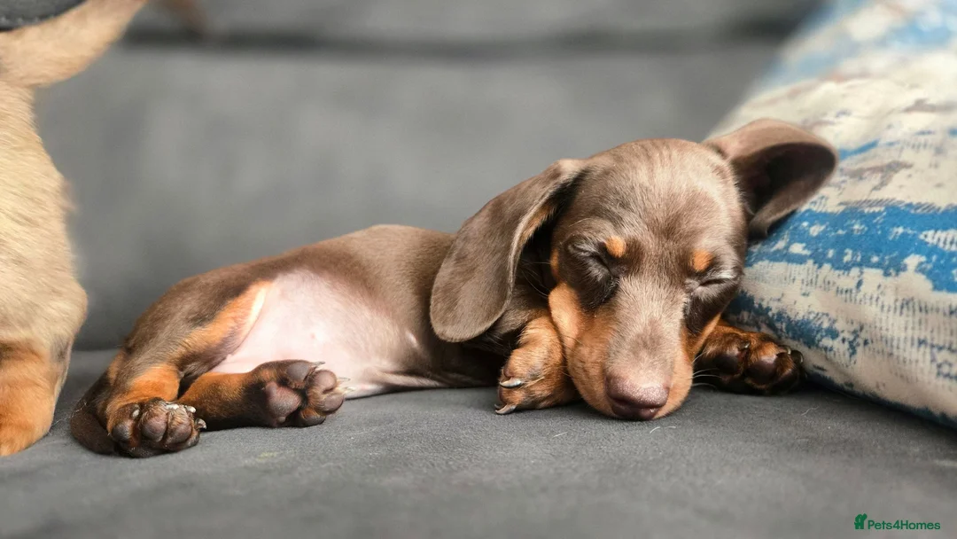 Miniature Dachshund dogs for sale: All-Girl Litter Miniature Dachshunds, 3 available  - Advert 2