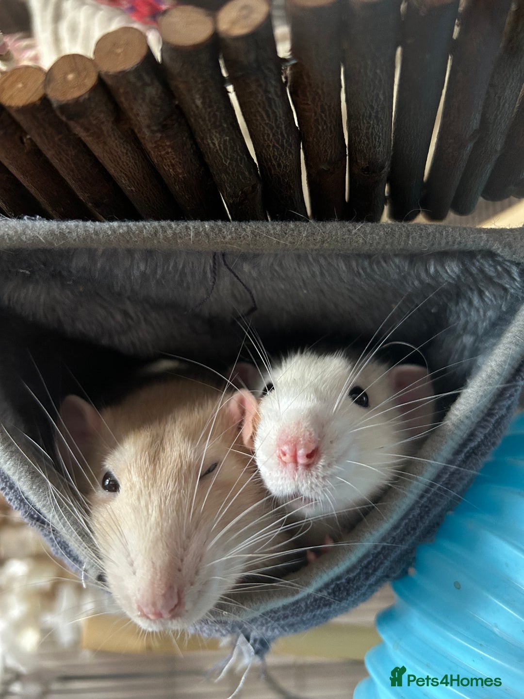 Rat rodents for sale: 3 male rats  - Image 12