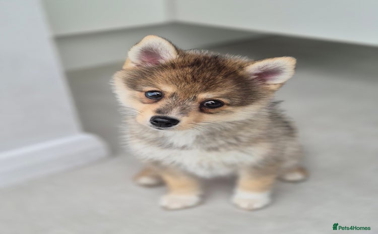 Pomsky dogs - Advert 1