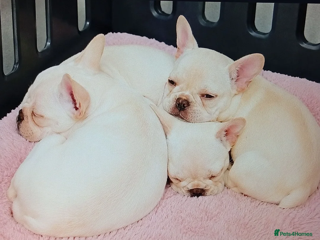 French Bulldog dogs for sale: Stunning French Bulldog Puppies - Advert 2