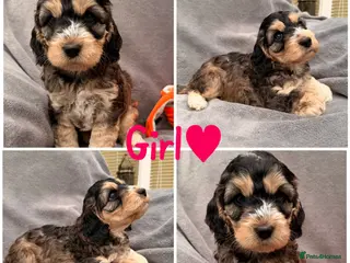 Cockapoo dogs F1 Cockapoo Puppies - Advert 7