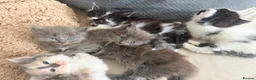 Mixed Breed cats for sale: Long haired kittens  - Advert 7