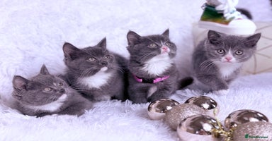 Mixed Breed cats - Advert 6