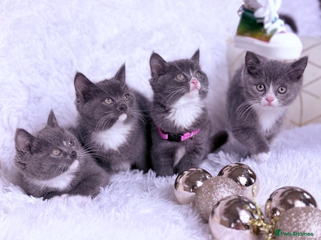 Mixed Breed cats for sale: Ragdoll X  British shorthair  - Image 2