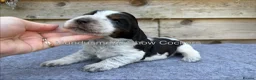Cocker Spaniel dogs for sale: serbia line quality show cocker pups - Advert 10