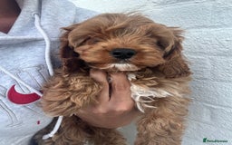 Cavapoo dogs for sale: Health tested cavapoo puppy’s  - Image 1