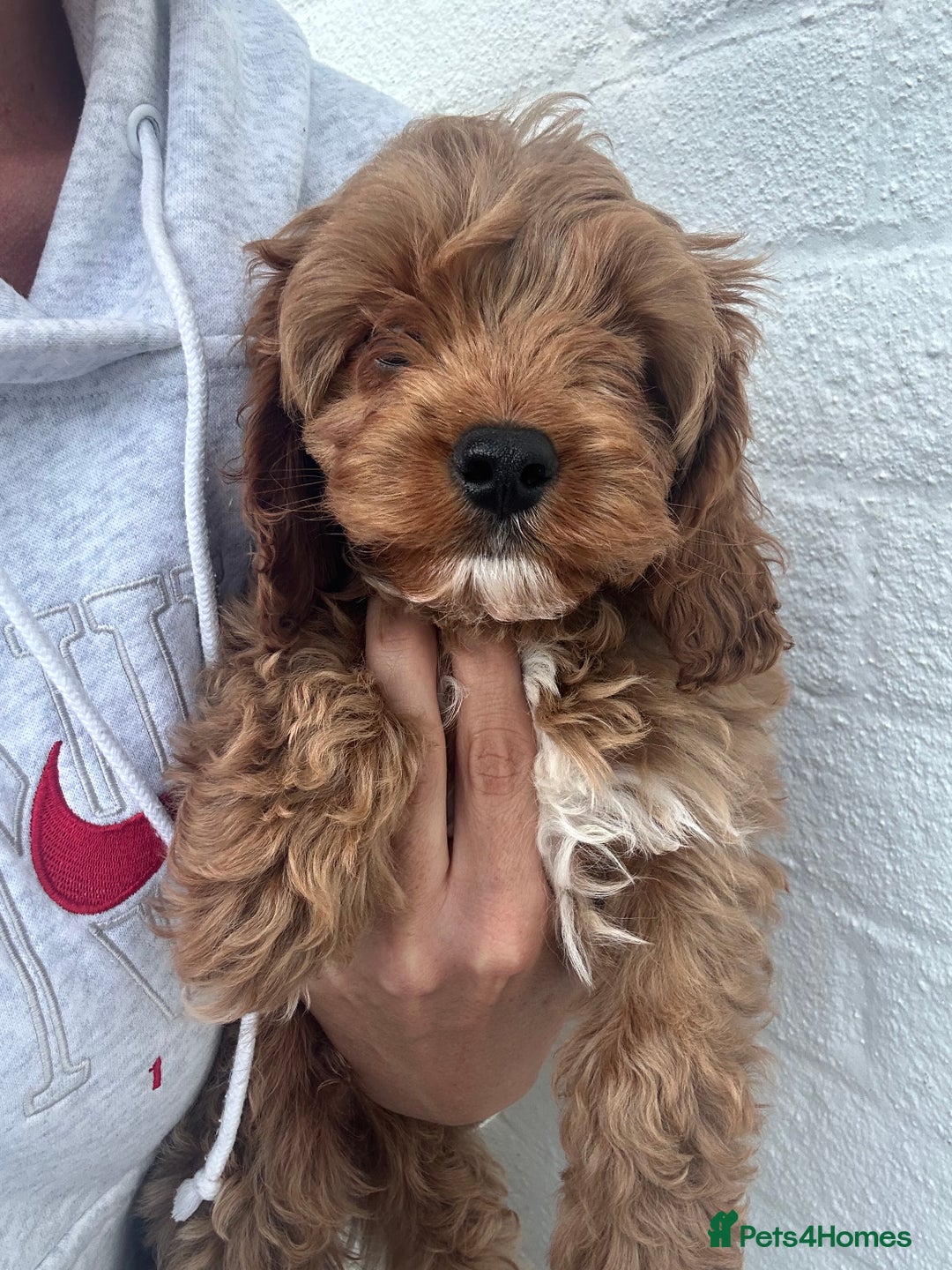 Cavapoo dogs for sale: Health tested cavapoo puppy’s  - Image 1