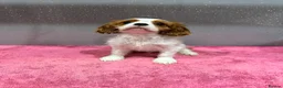 Cavalier King Charles Spaniel dogs for sale: Adorable Cavalier King Charles Spaniels - Advert 8