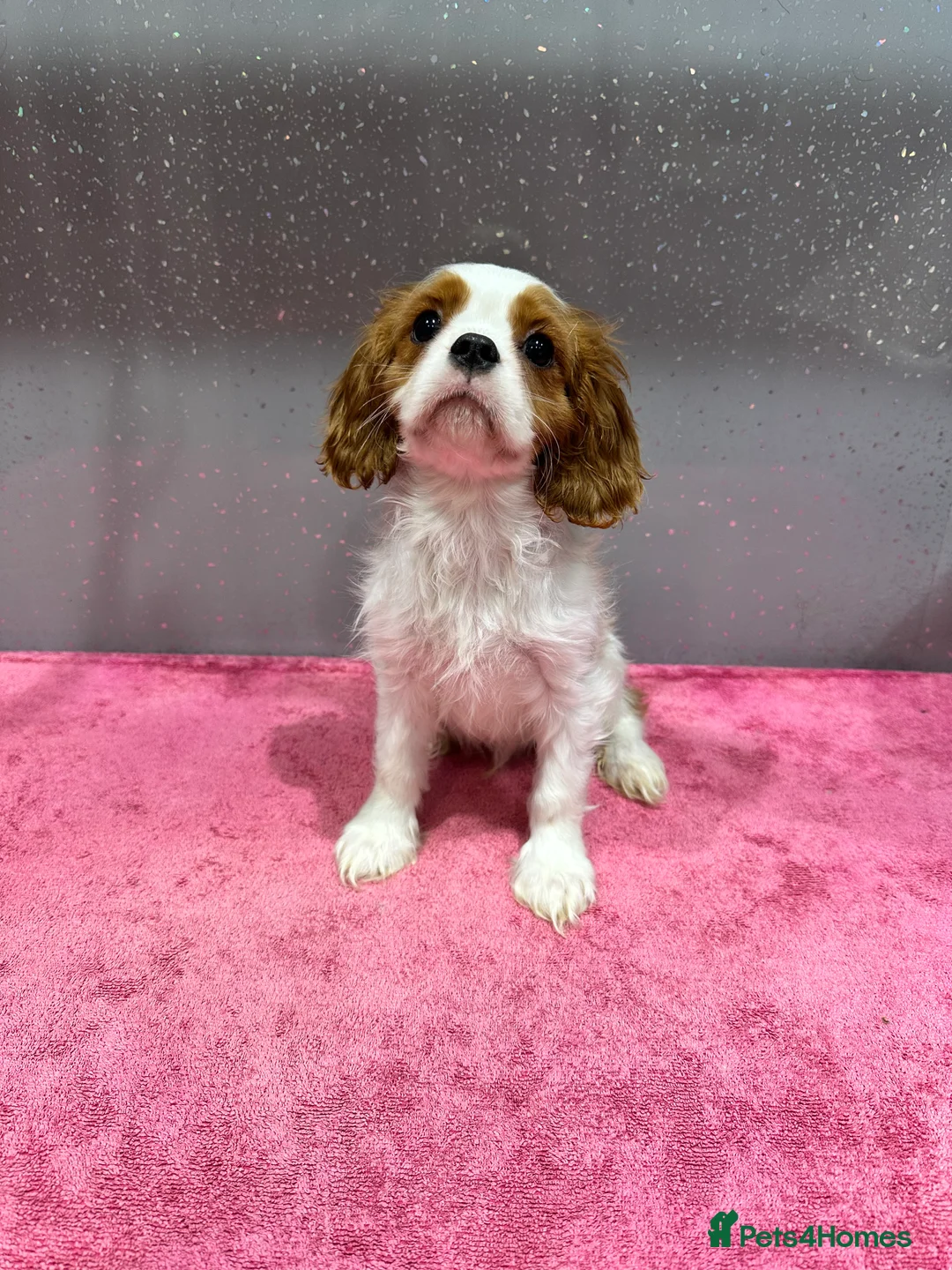 Cavalier King Charles Spaniel dogs for sale: Adorable Cavalier King Charles Spaniels - Advert 8