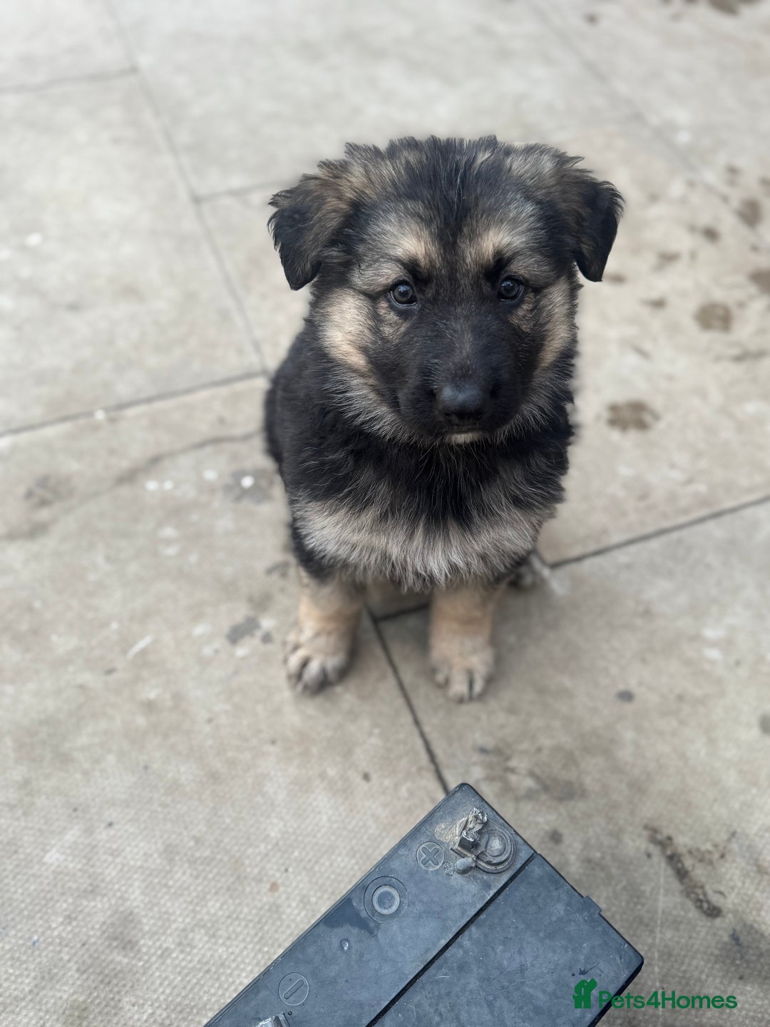 German Shepherd dogs for sale: Stunning top quality German shepherd puppies - Image 34
