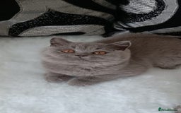 British Shorthair cats for sale: British  blue shorthair  kittens  - Image 2