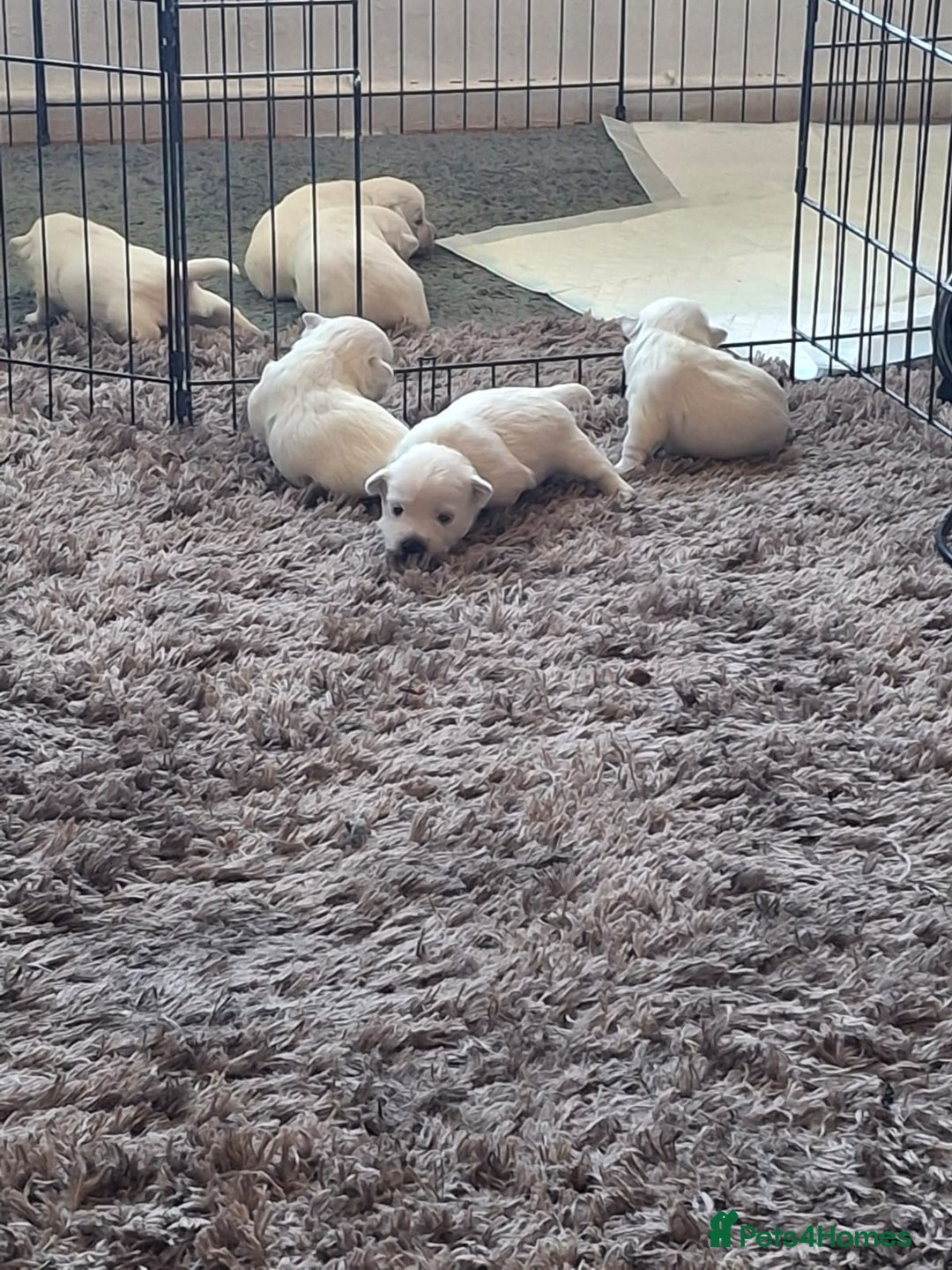 West Highland Terrier dogs for sale: Westie pups West Highland terriers  - Image 4