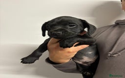 Mixed Breed dogs for sale: Cockapoo-look Puppies  - Image 4