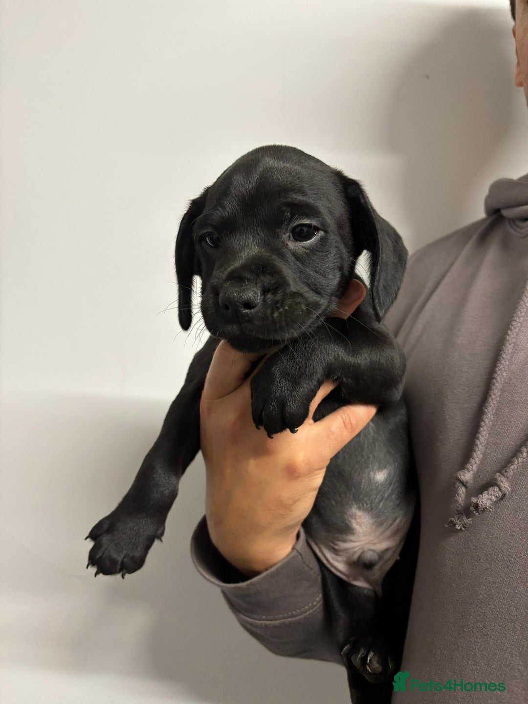 Mixed Breed dogs for sale: Cockapoo-look Puppies  - Image 4