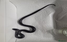 King Snake reptiles for sale: Mexican black king snake  - Image 2