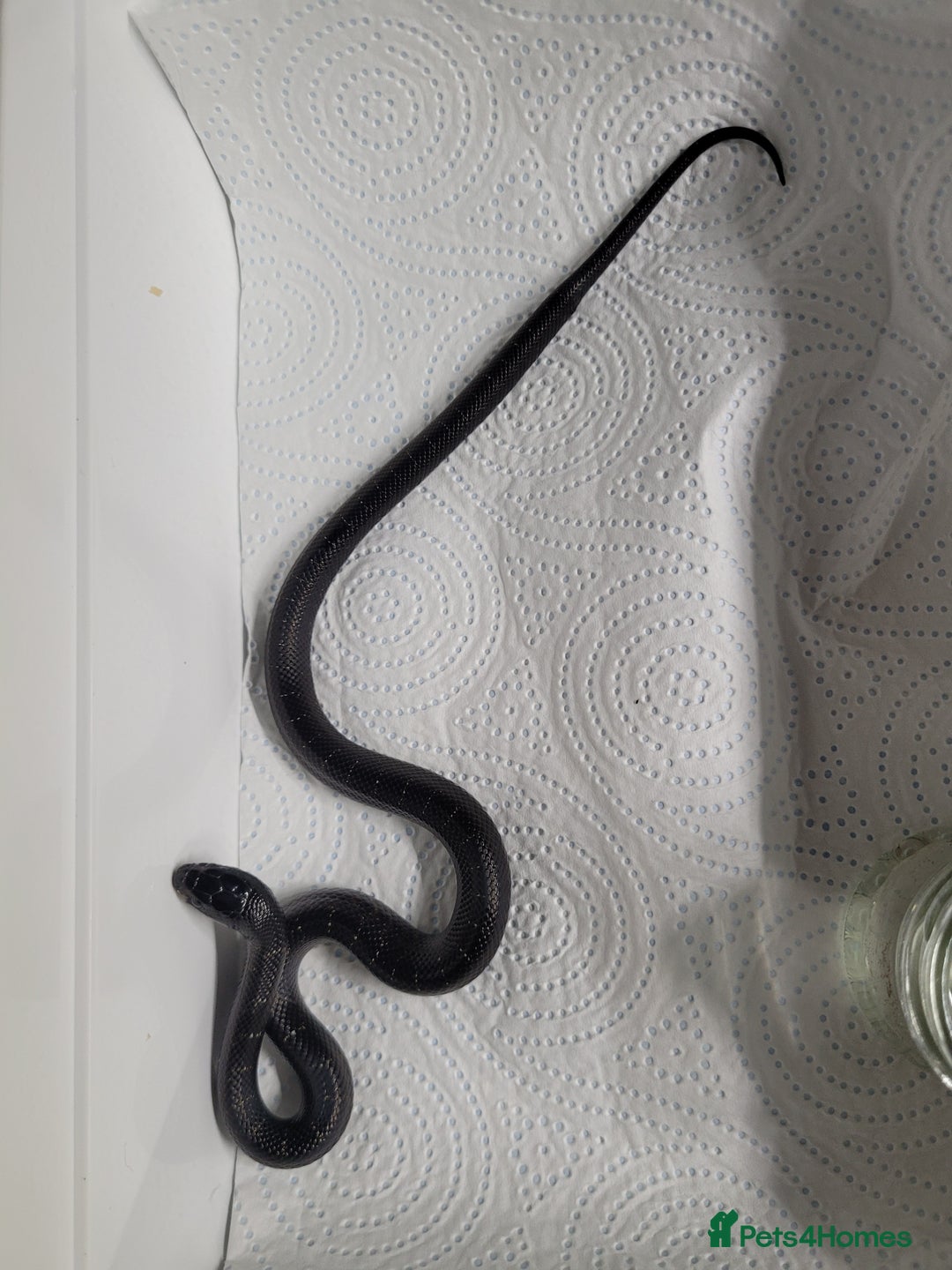 King Snake reptiles for sale: Mexican black king snake  - Image 2