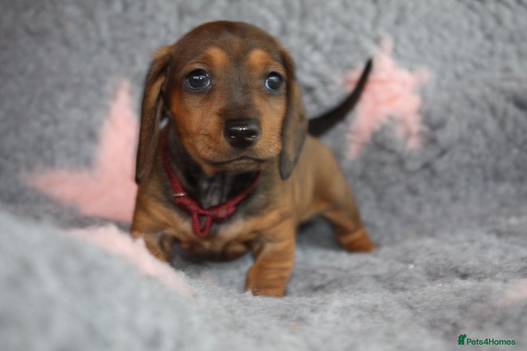 Dachshund dogs for sale: Dachshunds  - Image 9