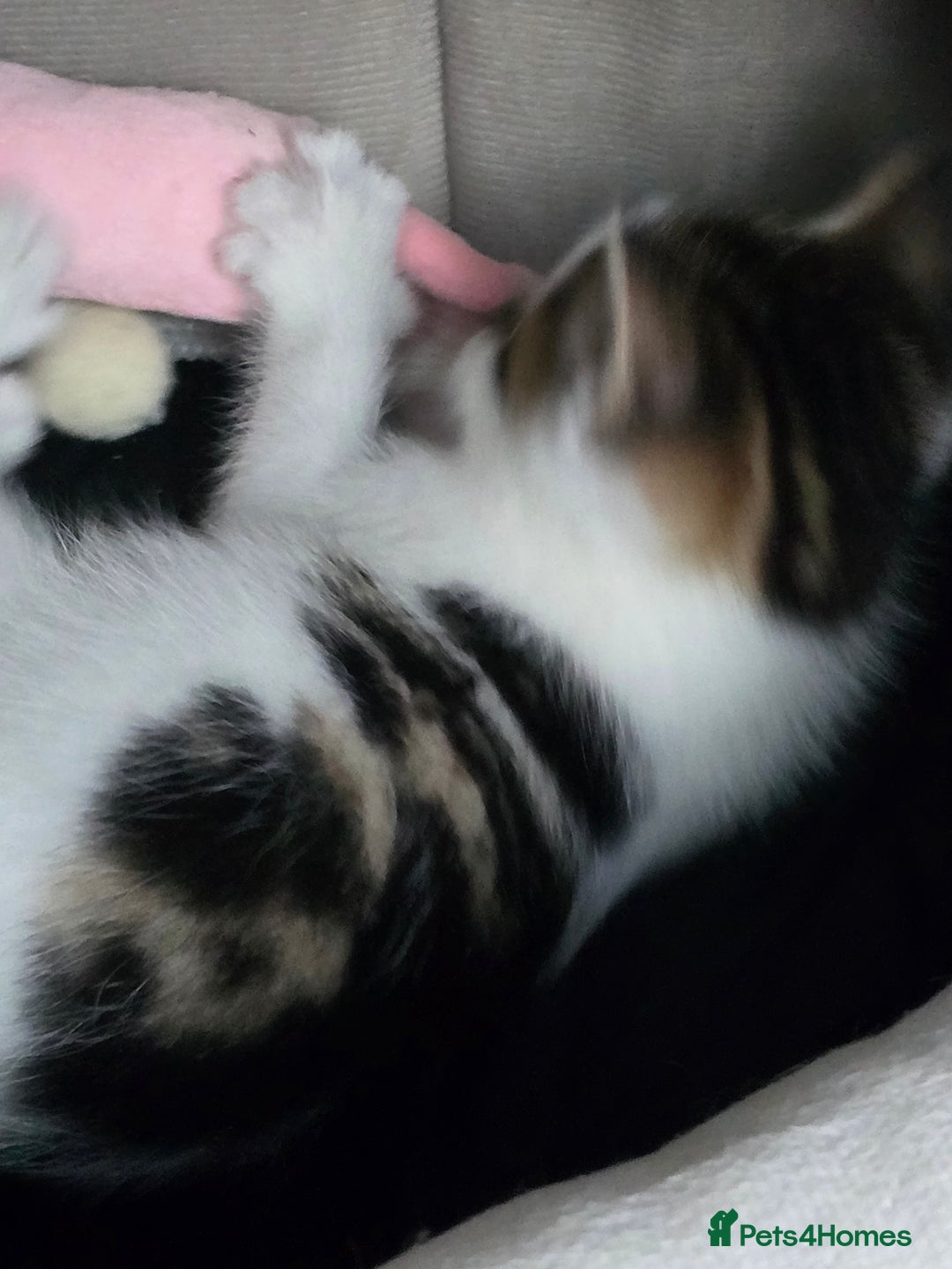 Mixed Breed cats for sale: Premium kittens ready to find their new homes - Image 9