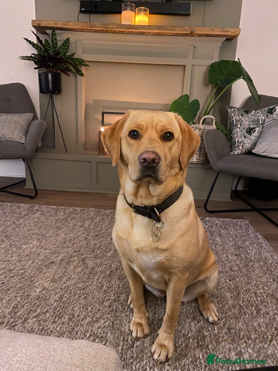 Labrador Retriever dogs for sale: Labrador puppies  - Advert 1