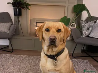 Labrador Retriever dogs Labrador puppies - Advert 2