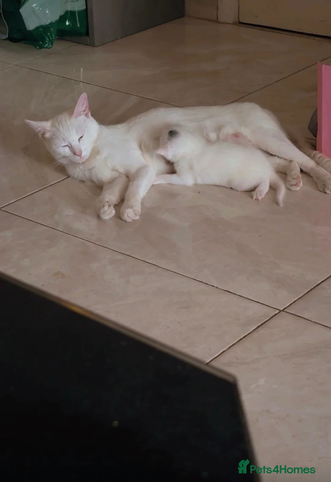 Domestic Shorthair cats for sale: Precious white cat for sale💕 - Advert 1