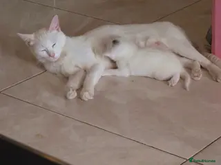 Domestic Shorthair cats Precious white cat for sale💕 - Advert 1