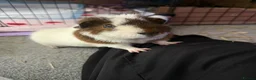 Guinea Pig rodents for sale: Three male guinea pigs  in Cheltenham - Advert 2