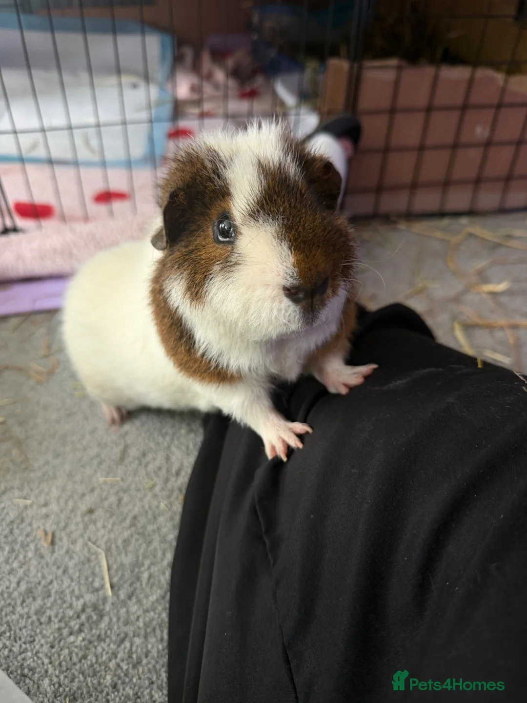 Guinea Pig rodents for sale: Three male guinea pigs  in Cheltenham - Advert 2