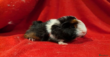 Guinea Pig rodents - Advert 9
