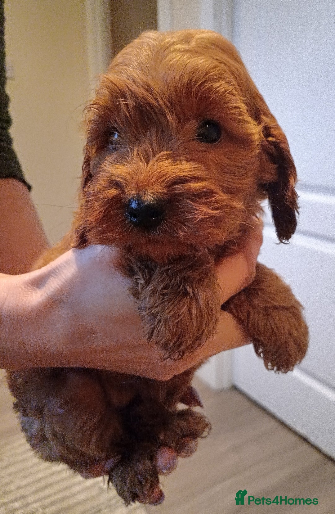 Cockapoo dogs for sale: Cockapoo puppies f1 show) ❤️ fox Red. !!!!!!. - Image 1