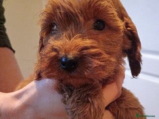 Cockapoo dogs for sale - Advert 1